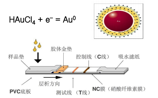 膠體金免疫層析技術(shù)